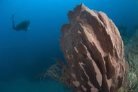 Barrel sponge (Xestospongia sp.) and diver poster print from Restorf Island, Papua New Guinea