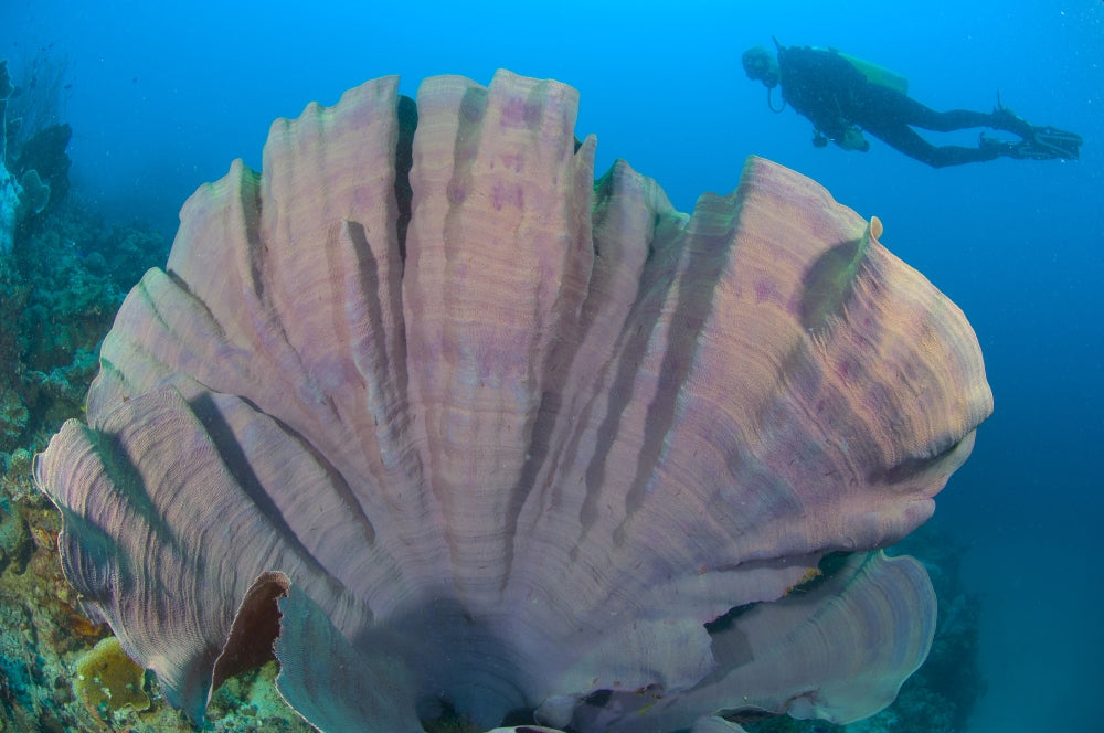 Purple Elephant Ear Sponge (Ianthella basta) underwater scene with diver