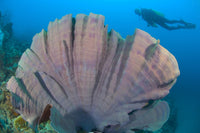 Purple Elephant Ear Sponge (Ianthella basta) underwater scene with diver