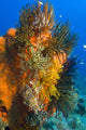 Crinoid feather stars poster print from Vannessa's Reef in Kimbe Bay, Papua New Guinea.