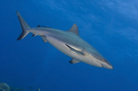 Gray Reef Shark poster print from Kimbe Bay, Papua New Guinea