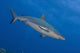 Gray Reef Shark poster print from Kimbe Bay, Papua New Guinea