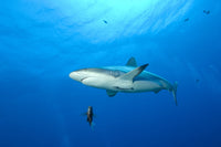 Gray Reef Shark Poster Print from Kimbe Bay, Papua New Guinea