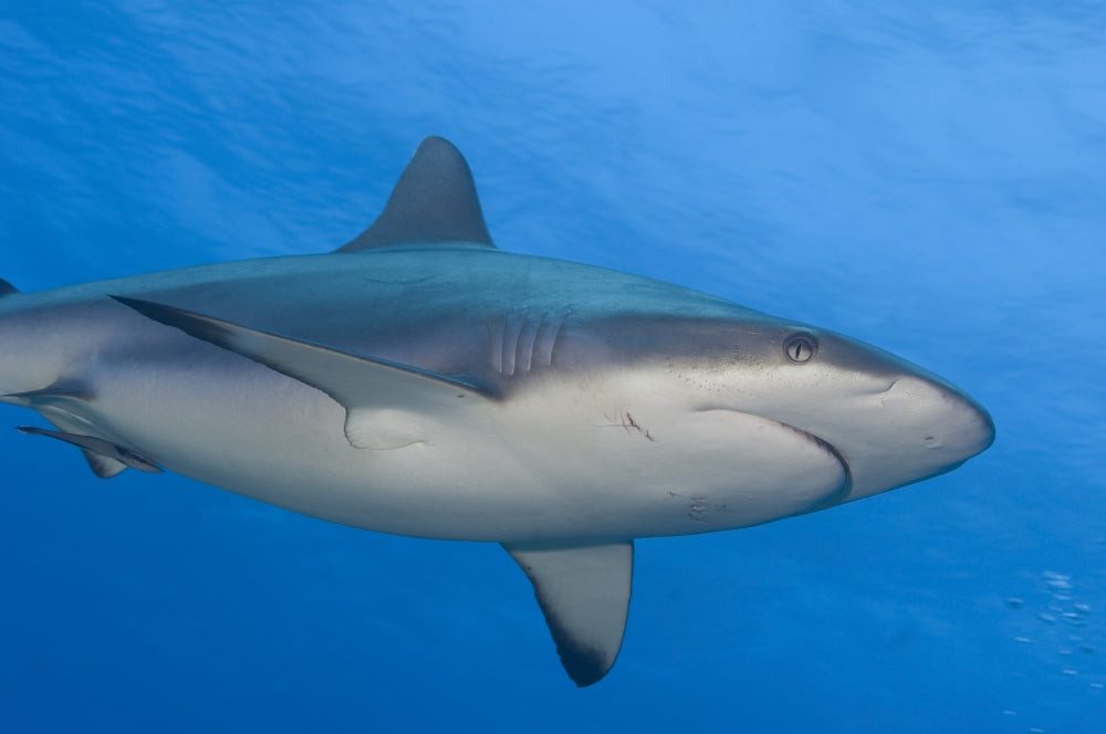 Gray Reef Shark Poster Print - Inglis Shoal, Kimbe Bay