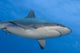 Gray Reef Shark Poster Print - Inglis Shoal, Kimbe Bay