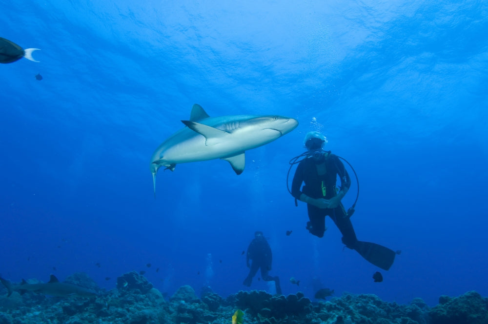 Gray reef shark with divers at Inglis Shoal, Kimbe Bay, Papua New Guinea