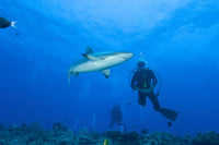 Gray reef shark with divers at Inglis Shoal, Kimbe Bay, Papua New Guinea