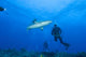 Gray reef shark with divers at Inglis Shoal, Kimbe Bay, Papua New Guinea