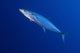 Narrow Barred Spanish Mackerel in motion poster print from Papua New Guinea.