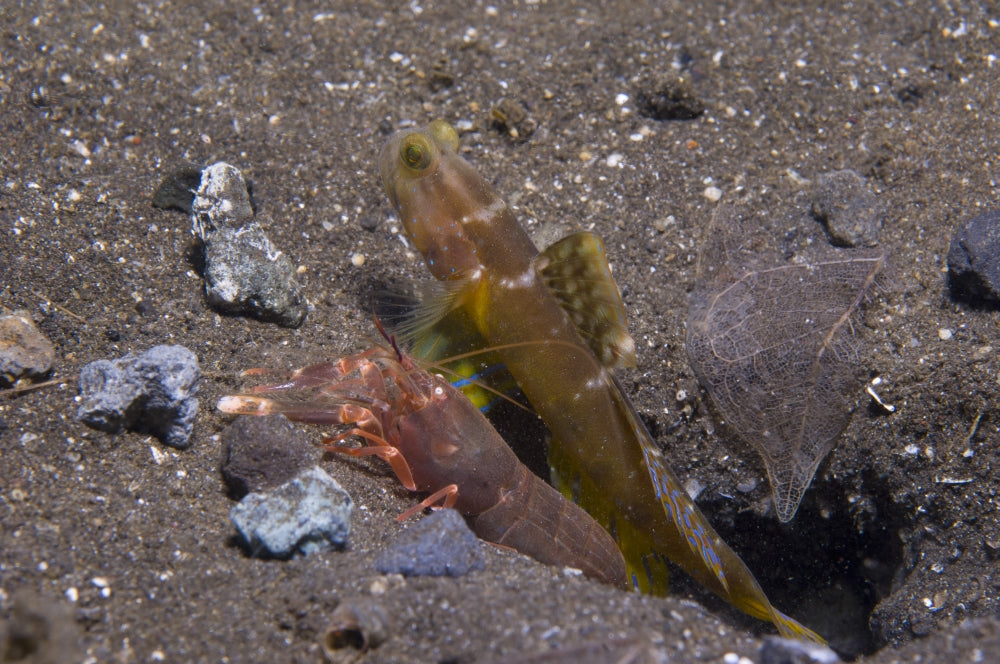 Shrimp goby and snapping shrimp poster print in volcano crater, Witu Islands.