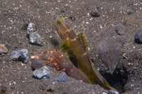 Shrimp goby and snapping shrimp poster print in volcano crater, Witu Islands.