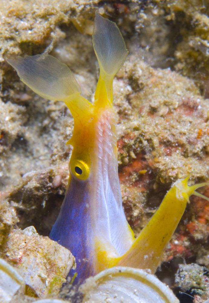 Male Ribbon Eel peering from its hole in Papua New Guinea - Poster Print