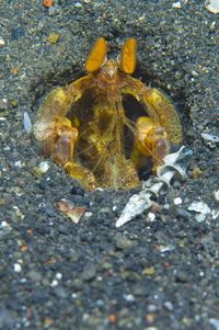 Orange Mantis Shrimp in volcanic sand poster print