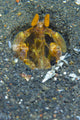 Orange Mantis Shrimp in volcanic sand poster print