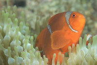 Spinecheek Anemonefish in Anemone Poster Print from Volcano Crater, Papua New Guinea.