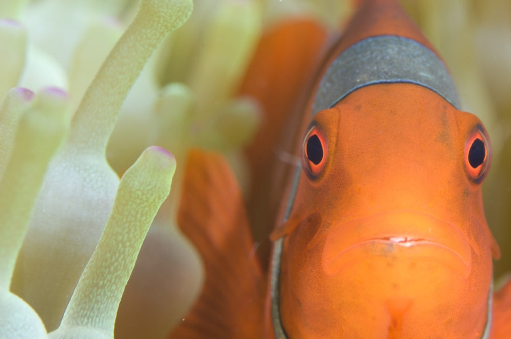 Spinecheek Anemonefish in anemone, Kimbe Bay poster print