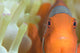 Spinecheek Anemonefish in anemone, Kimbe Bay poster print