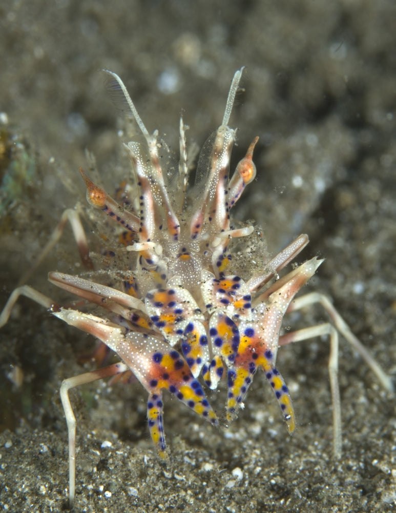 Tiger Shrimp on volcanic sand in Papua New Guinea poster print