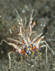 Tiger Shrimp on volcanic sand in Papua New Guinea poster print