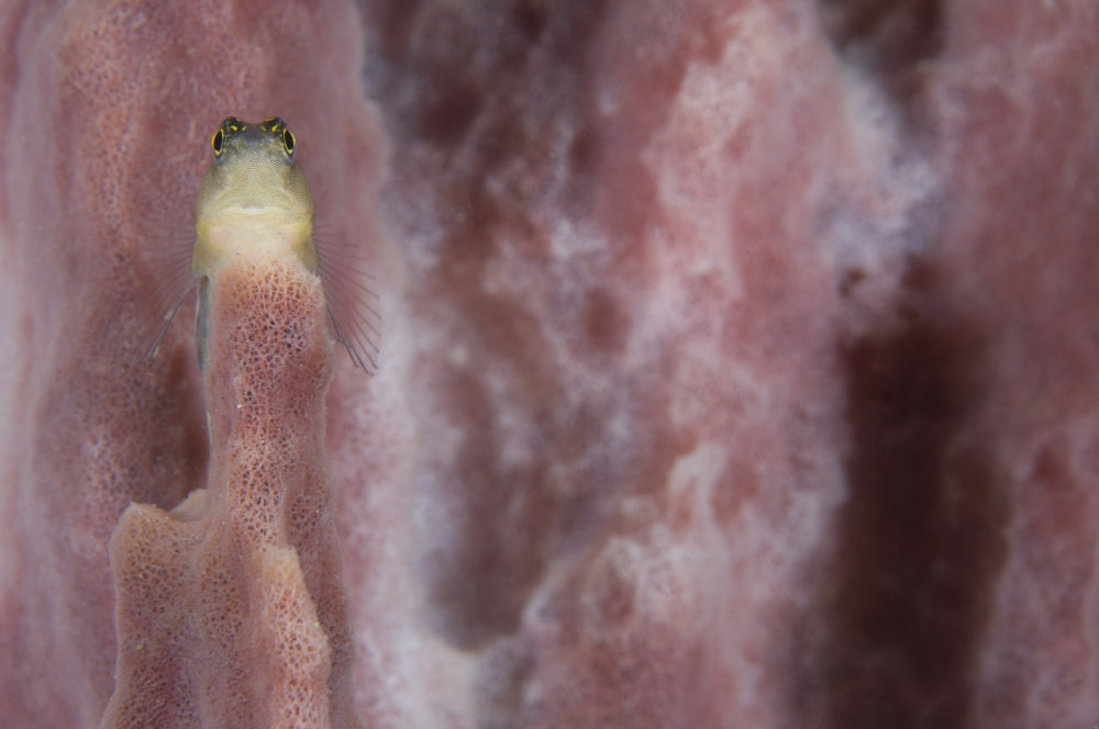 Striped Blenny on a pink sponge art print from Volcano Crater, Kimbe Bay