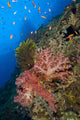 Red Soft Coral (Dendronephthya sp) Poster Print with Crinoid and Anthias in Kimbe Bay