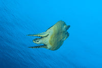 Hawksbill turtle diving underwater in Papua New Guinea poster print.