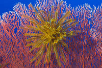 Yellow Feather Star on Red Sea Fan in Kimbe Bay, Papua New Guinea Poster Print