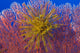 Yellow Feather Star on Red Sea Fan in Kimbe Bay, Papua New Guinea Poster Print