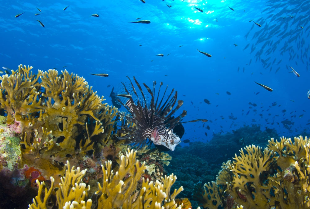 Lionfish (Pterois volitans) swimming among corals and reef fish in Papua New Guinea