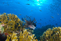 Lionfish (Pterois volitans) swimming among corals and reef fish in Papua New Guinea