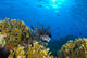 Lionfish (Pterois volitans) swimming among corals and reef fish in Papua New Guinea