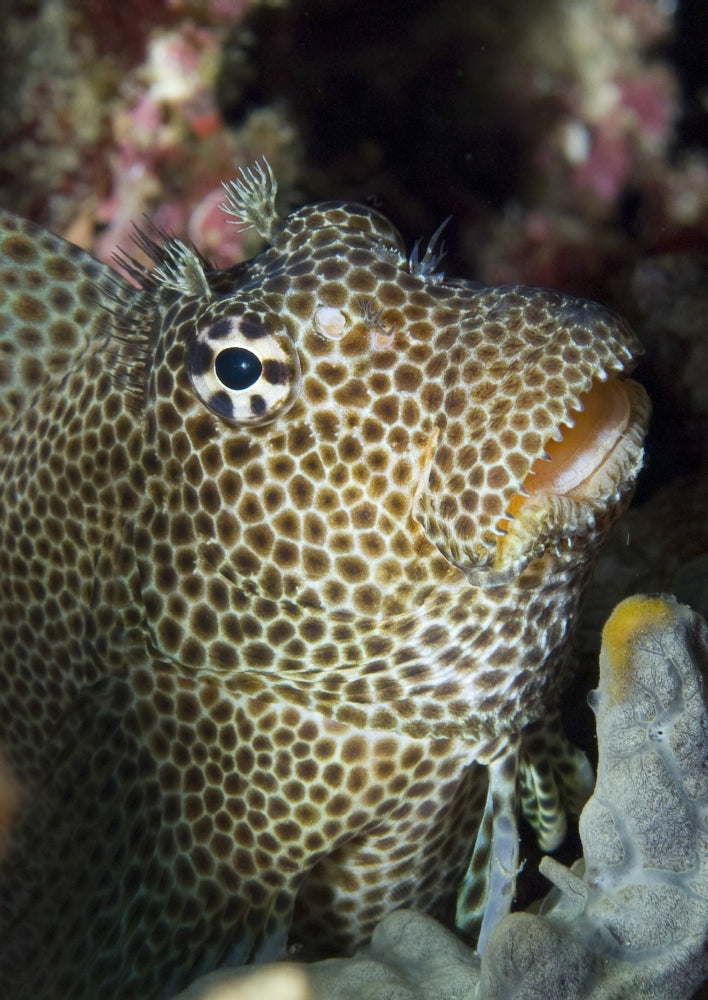 Leopard Blenny perched on coral in Kimbe Bay, Papua New Guinea poster print.