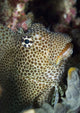 Leopard Blenny perched on coral in Kimbe Bay, Papua New Guinea poster print.