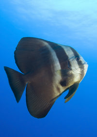 Longfin Spadefish full body view from Kimbe Bay poster print