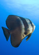 Longfin Spadefish full body view from Kimbe Bay poster print