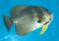 Longfin Spadefish Poster Print from Fathers Reef in Kimbe Bay, Papua New Guinea.