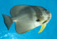 Longfin Spadefish Poster Print from Fathers Reef in Kimbe Bay, Papua New Guinea.