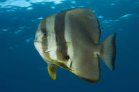 Longfin Spadefish Poster Print featuring Platax teira at Fathers Reef, Kimbe Bay, Papua New Guinea
