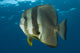 Longfin Spadefish Poster Print featuring Platax teira at Fathers Reef, Kimbe Bay, Papua New Guinea