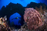 Diver looking at a giant barrel sponge in Kimbe Bay, Papua New Guinea.