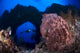 Diver looking at a giant barrel sponge in Kimbe Bay, Papua New Guinea.