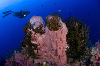 Diver observing a giant barrel sponge at Fathers Reef, Papua New Guinea.