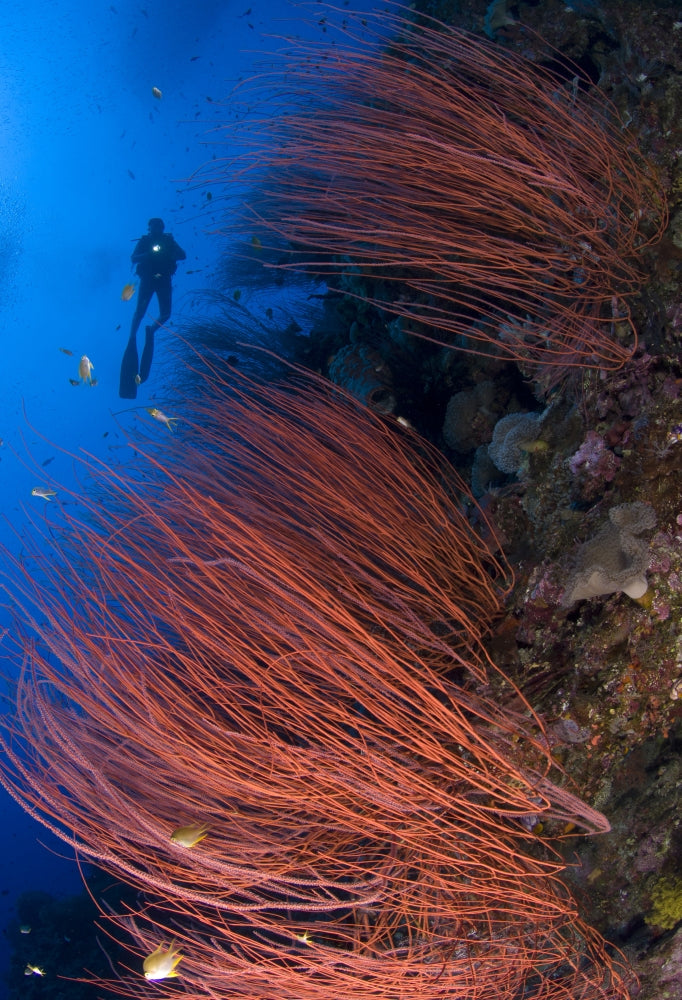 Red Whip Coral Sea Fan with Diver Poster Print - Stunning marine life art