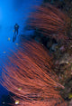 Red Whip Coral Sea Fan with Diver Poster Print - Stunning marine life art