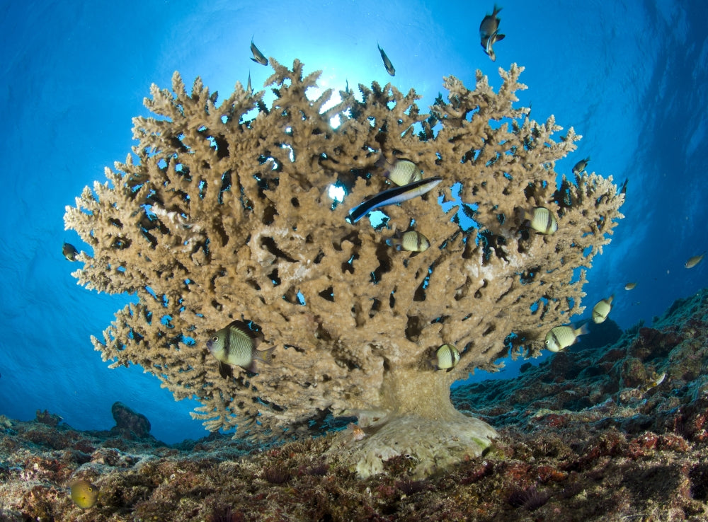 Reticulate Humbugs gathering under stone coral at Fathers Reef, Kimbe Bay, Papua New Guinea.