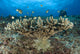 Reticulate Humbugs gathering under stone coral in Papua New Guinea