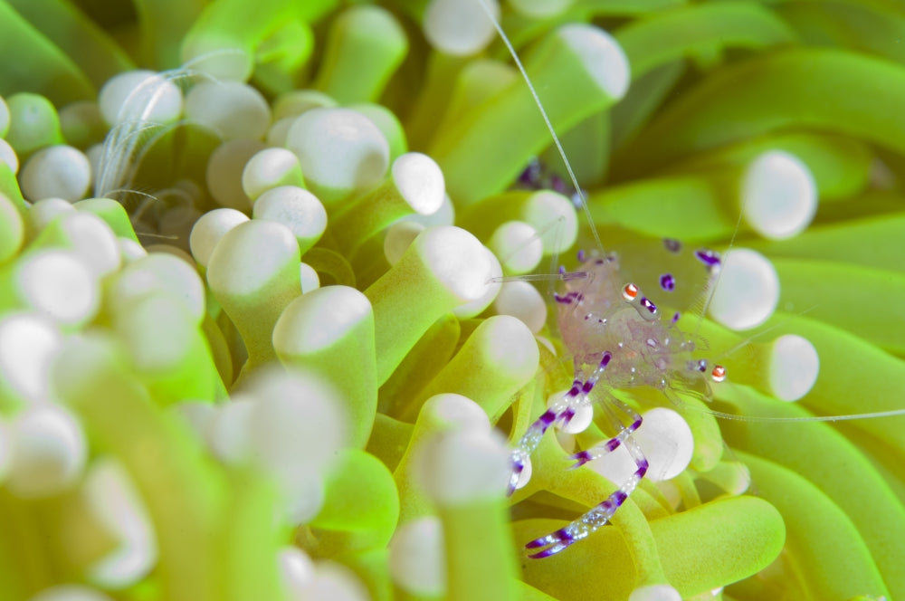 Commensal Shrimp perched on green anemone at Fathers Reef, Papua New Guinea