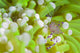 Commensal Shrimp perched on green anemone at Fathers Reef, Papua New Guinea