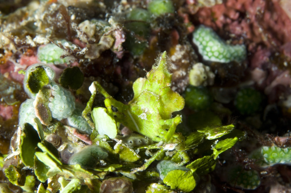 Green Arrowhead Crab (Huenia heraldica) poster print amidst coral and vegetation in Kimbe Bay