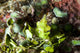 Green Arrowhead Crab (Huenia heraldica) poster print amidst coral and vegetation in Kimbe Bay